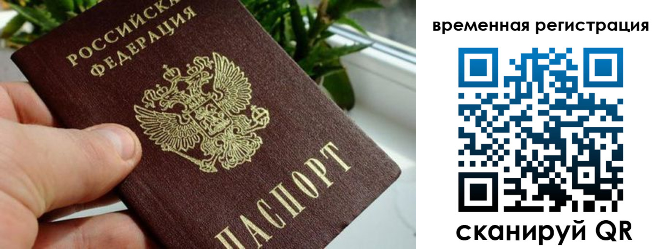 прописка поиск в Сольцах